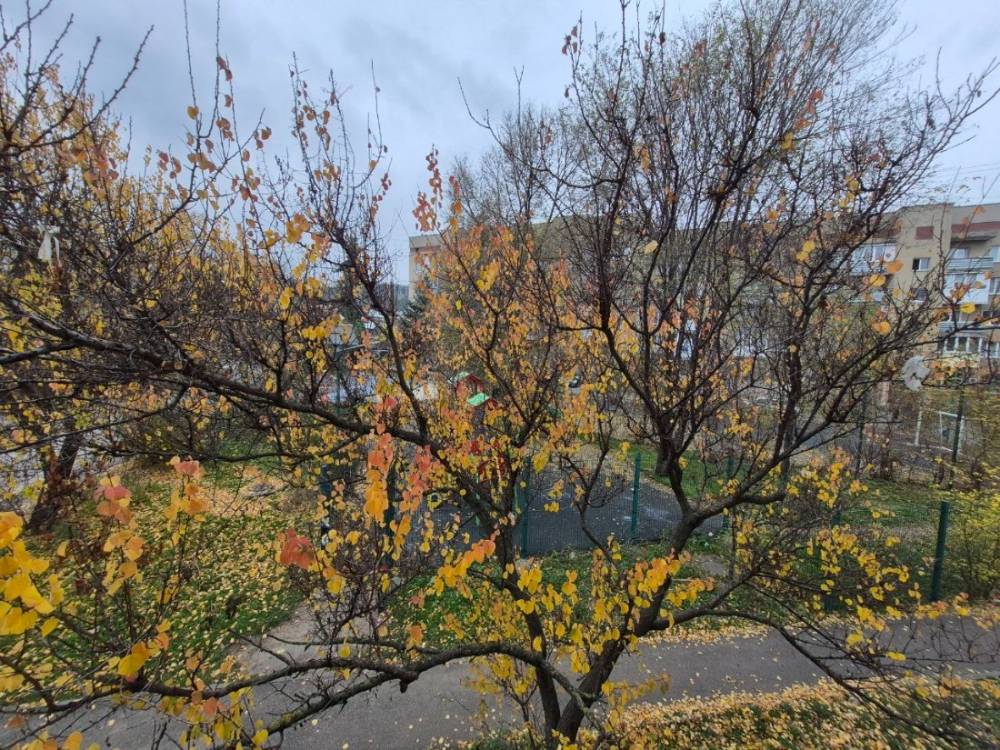 photo_5240361839659519828_y