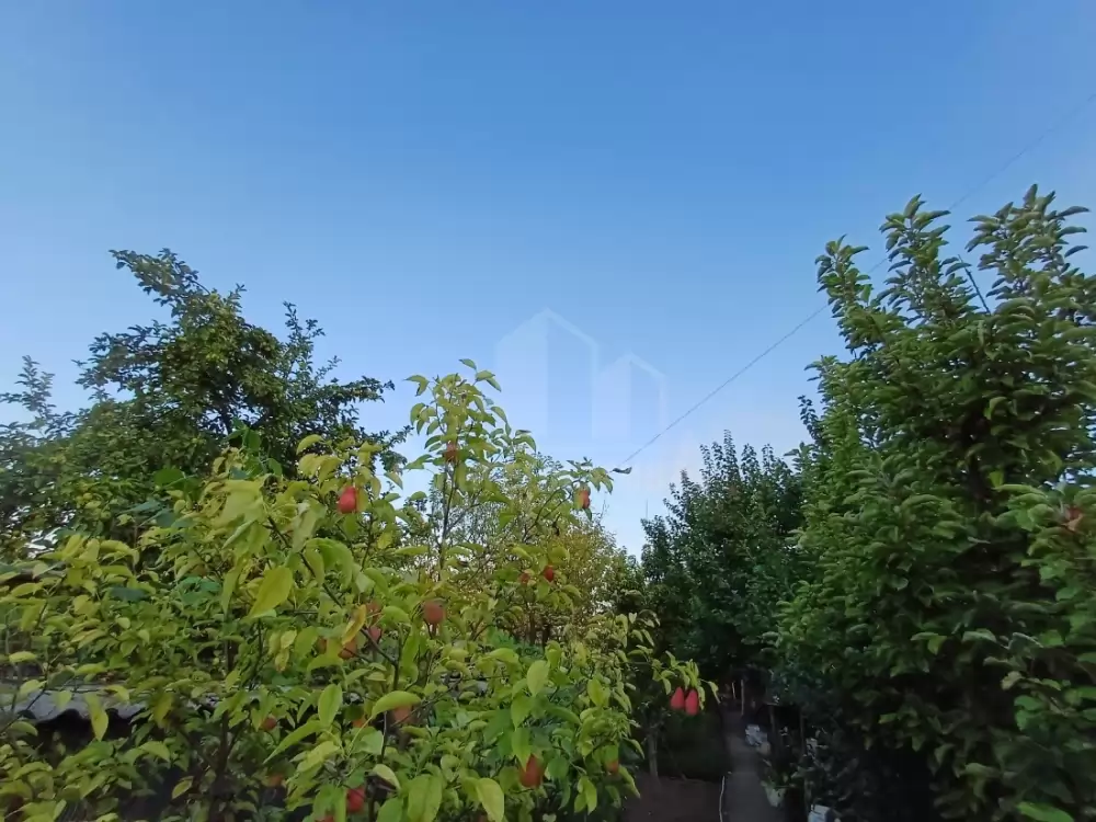 1000579438